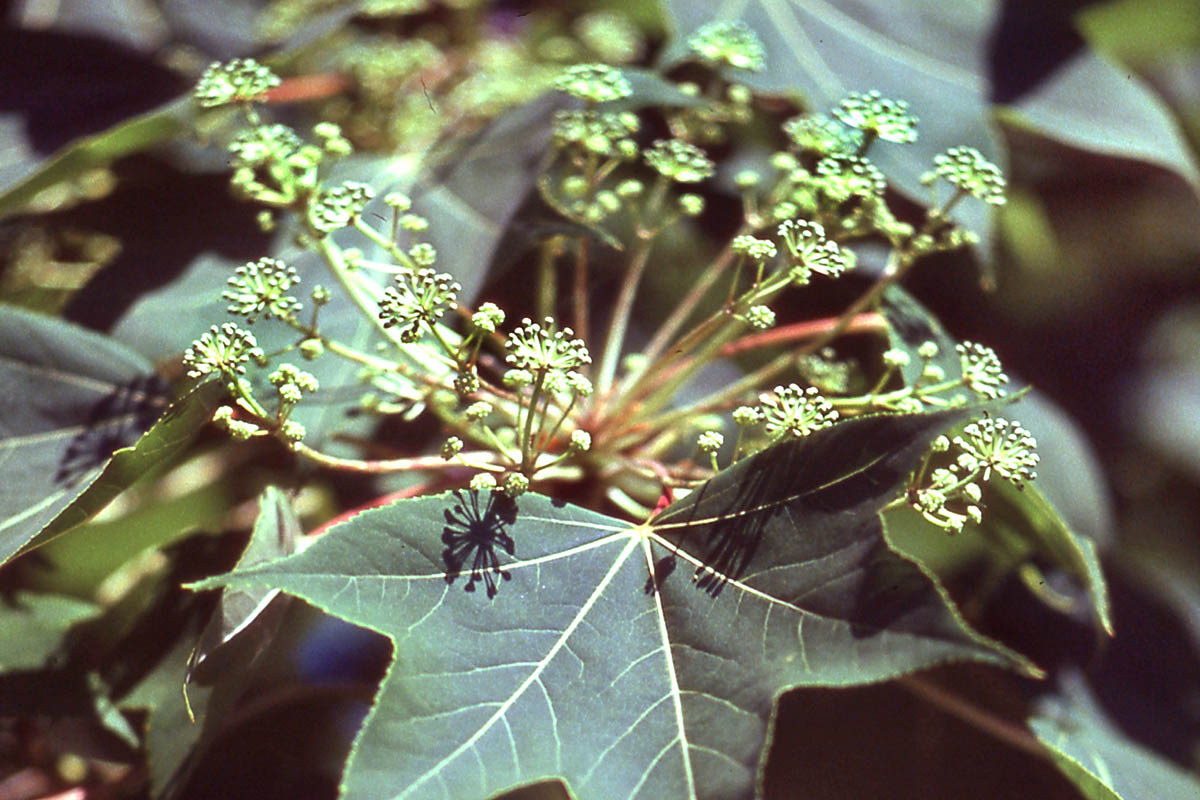 Castor aralia flower